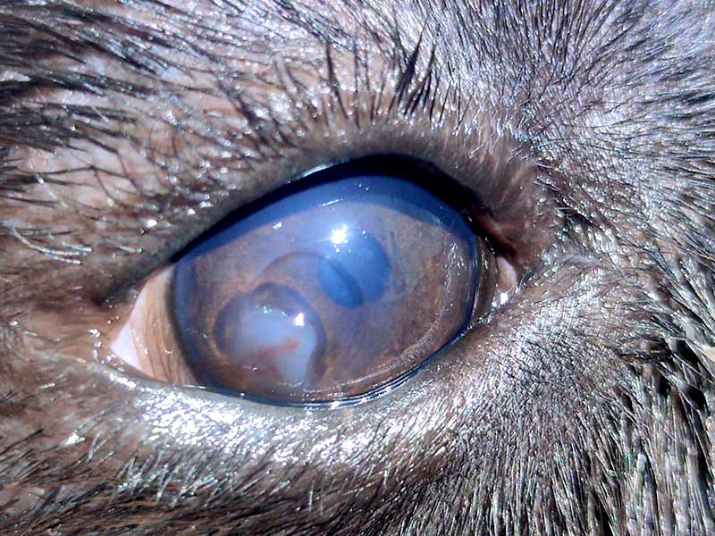 Enfermedad de la úlcera corneal en perro