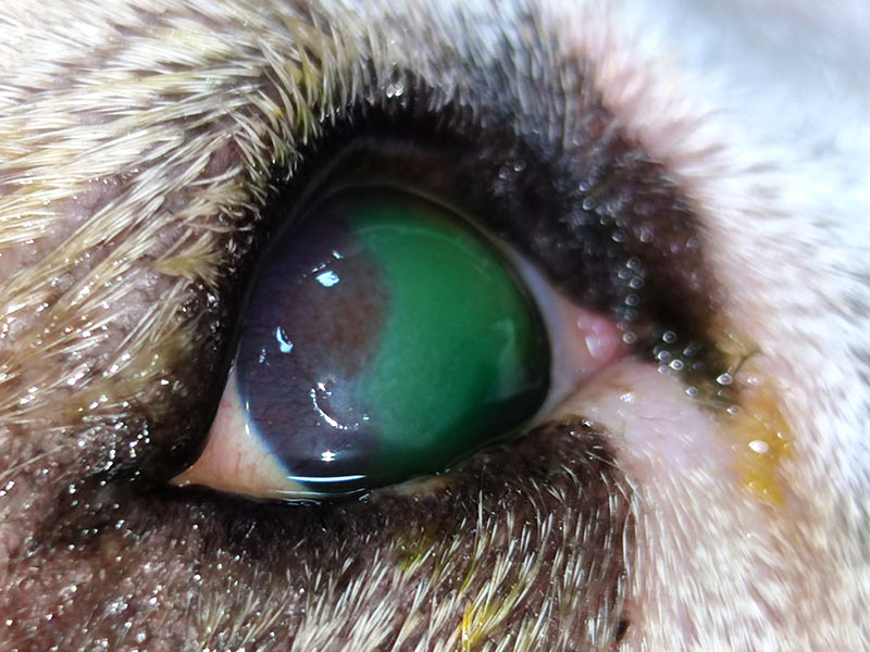 Úlcera superficial canina en ojo de perro