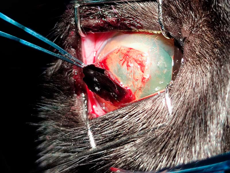 Operación quirúrgica en felino solucionando un secuestro corneal