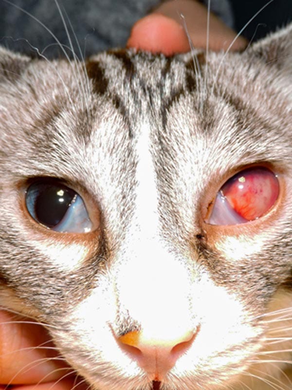 Cabeza de gato con enfermedad de uveítis en su ojo izquierdo