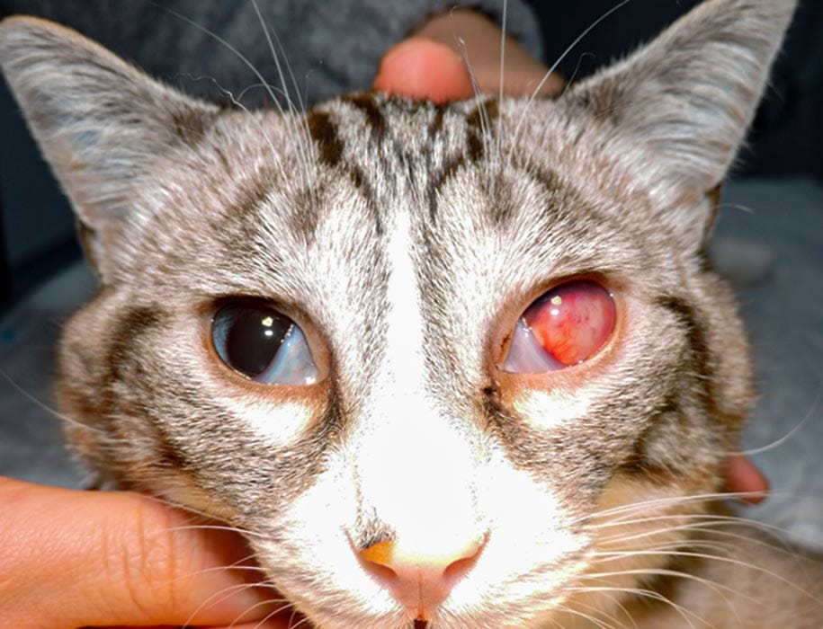 Cara de gato con un ojo con uveítis