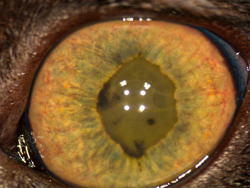 Ojo de gato con una uveítis crónica anterior