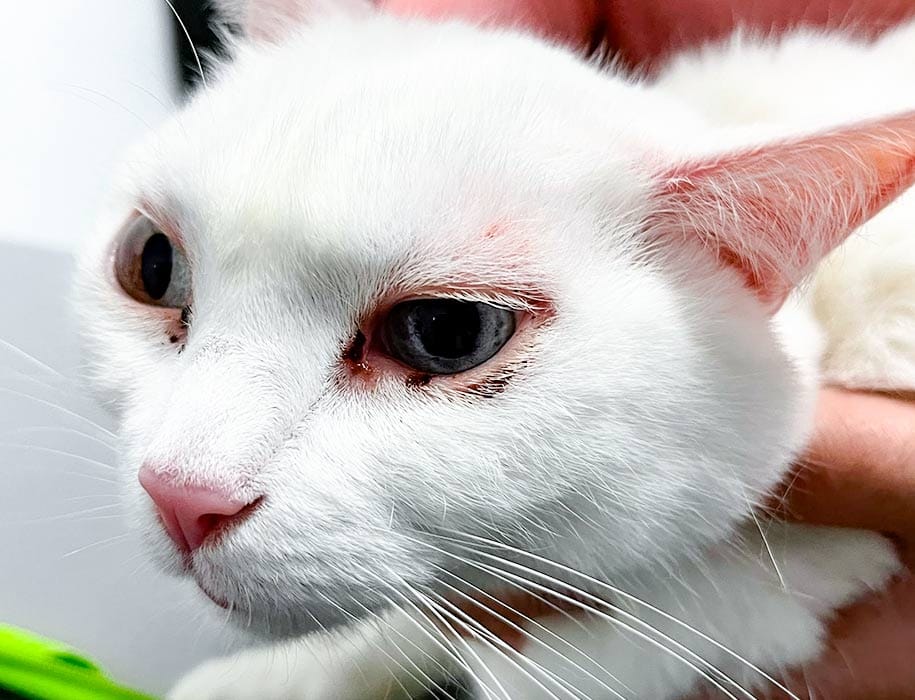 Cara de gato con la enfermedad ocular de la blefaritis