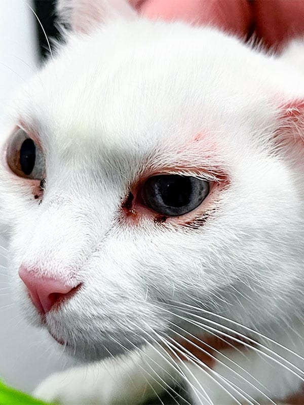 Carta de gato con ojos enfermos de blefaritis