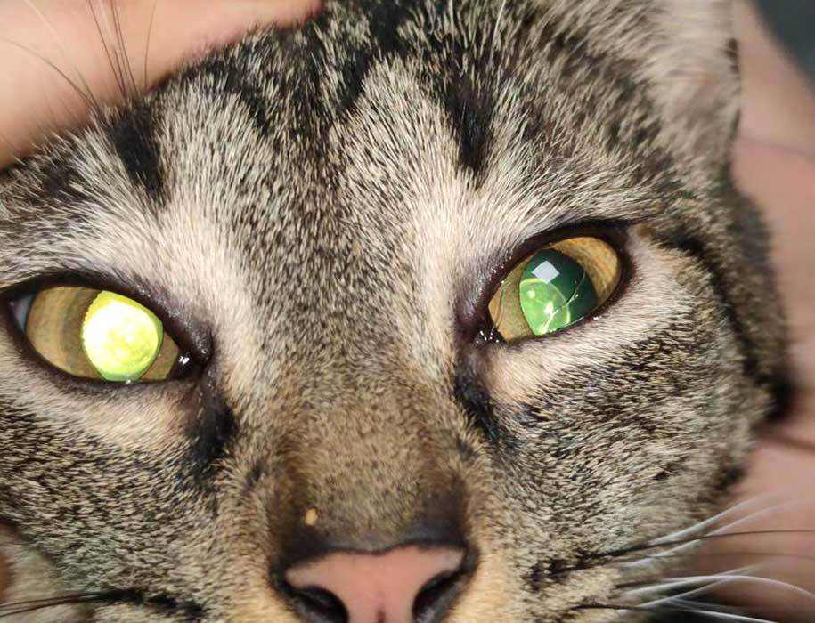 Ojos de gato con cataratas