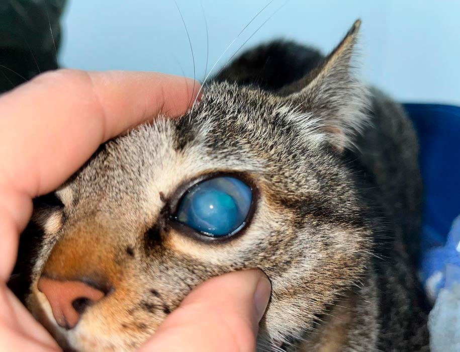 Ojo de gato con Glaucoma