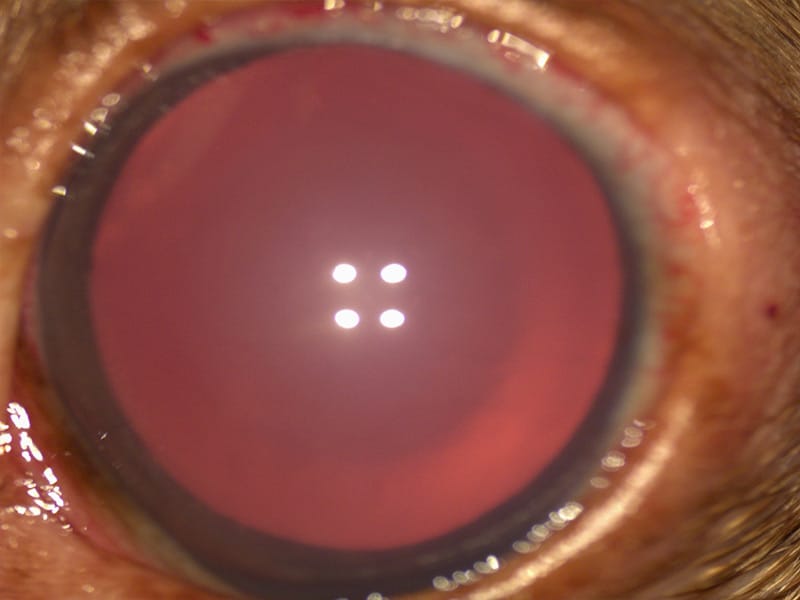 Glaucoma de tipo agudo en ojo de gato