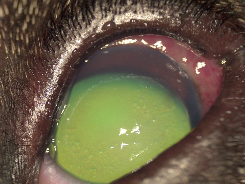 Glaucoma en ojo de gato