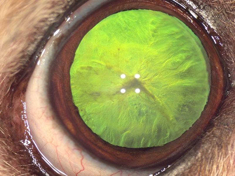 Ojo de gato con catarata grande