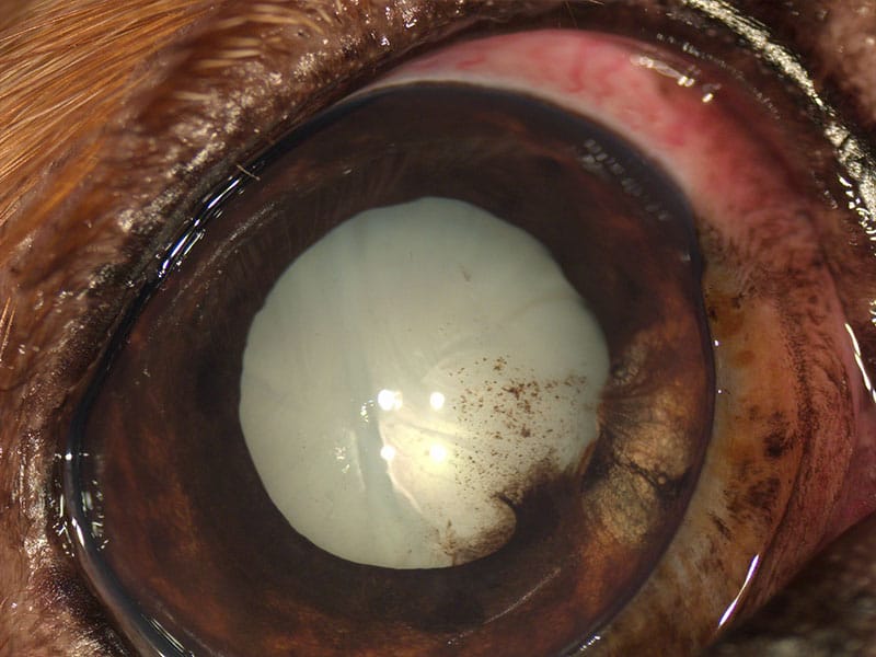 Ojo de gato con catarata