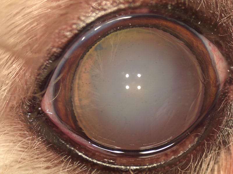 Ojo de gato con catarata transparente