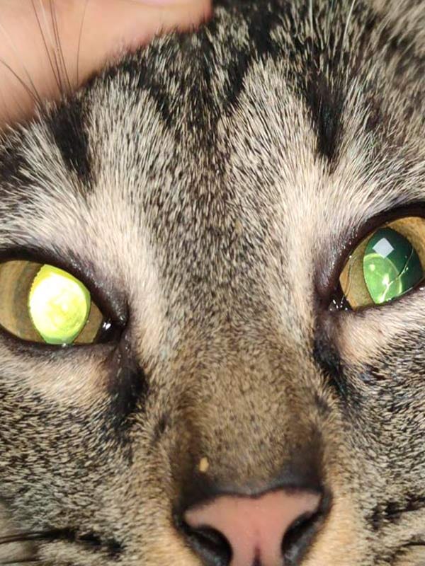 Ojo de gato con cataratas