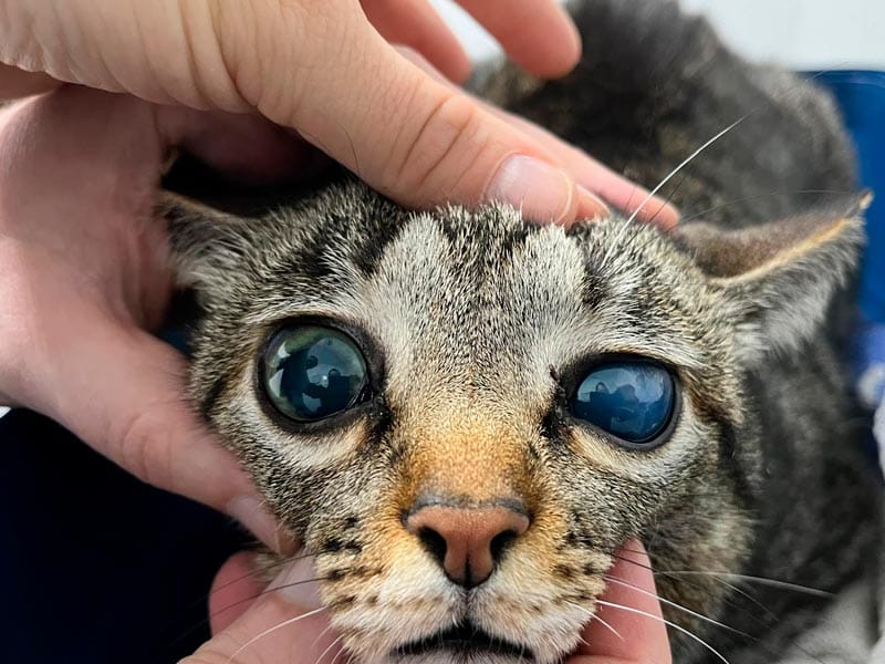 Óptico veterinario explorando un gato con glaucoma