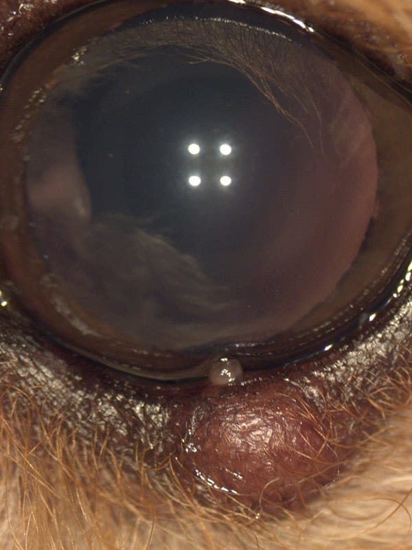 Un ojo de perro con un orzuelo antes de ser tratado en nuestra clínica